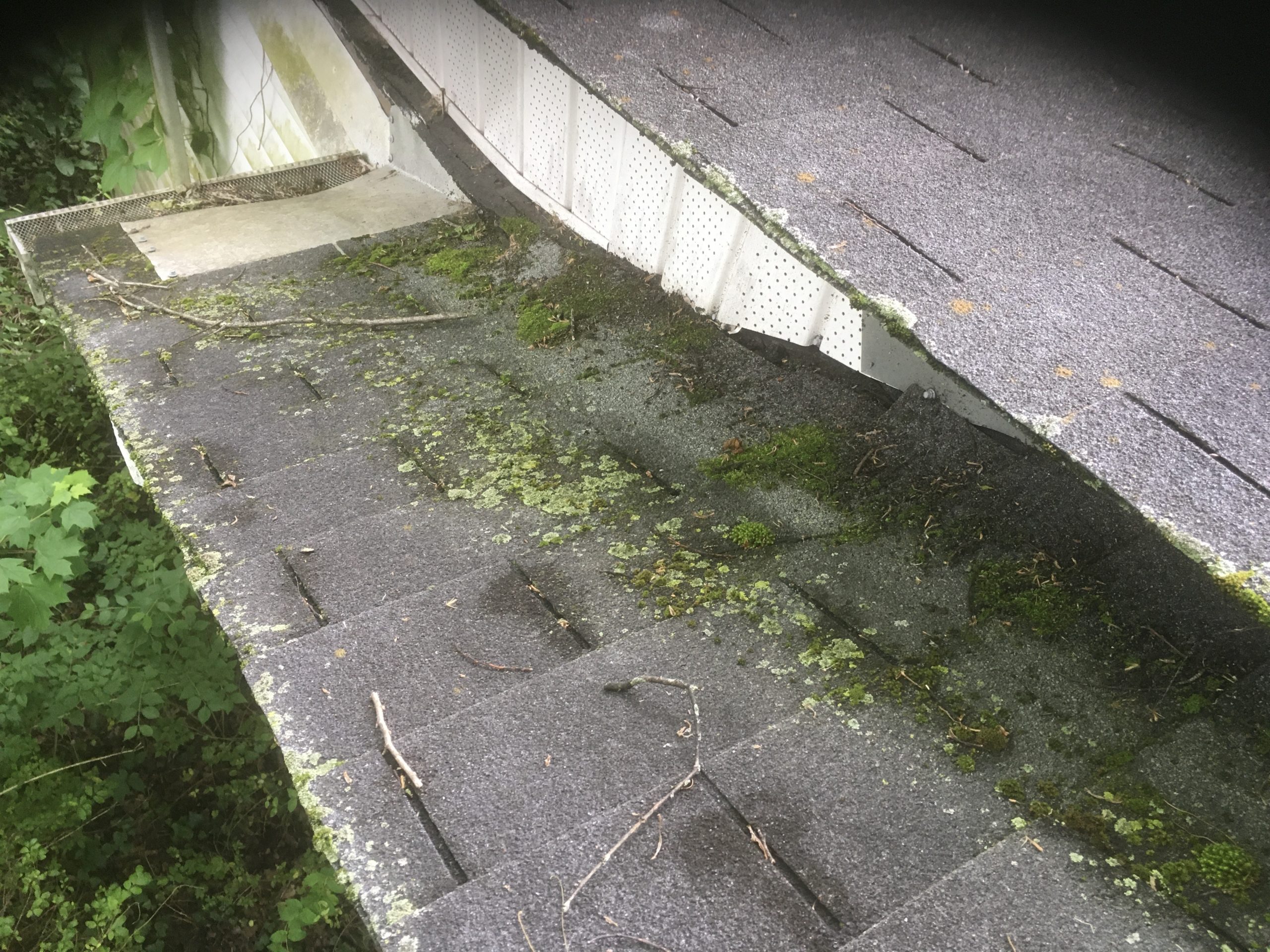 The shingles in this photo are covered in moss.