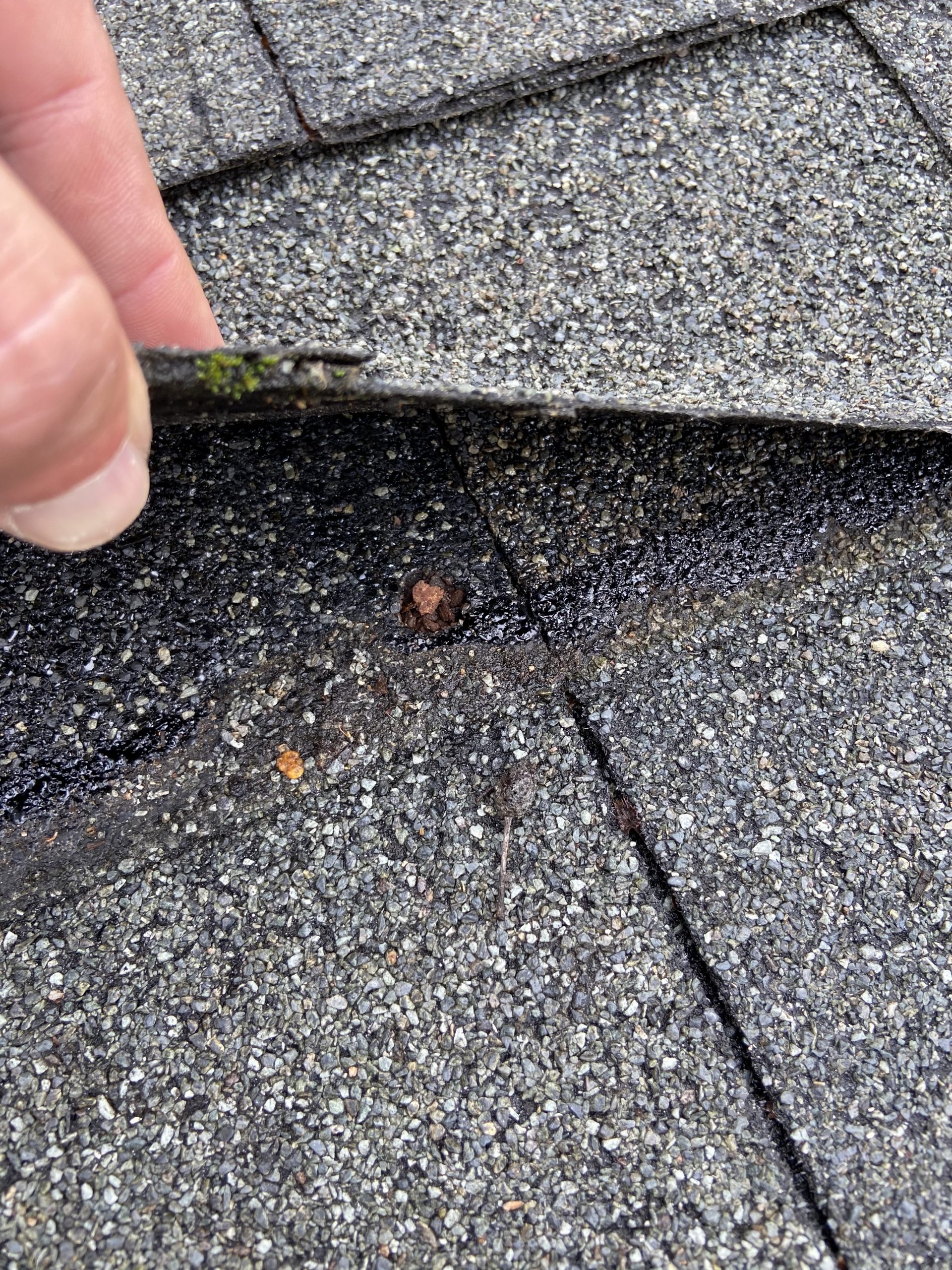 An up close image of a shingle being lifted and the nail is rotten. 